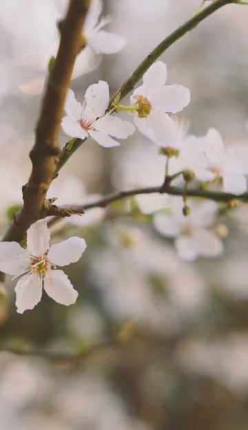 Natara Hair & Skin Care Combo (200mlx2)